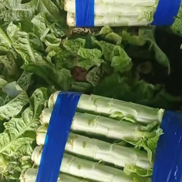莴笋品质好，价格优、全国发货，全程装车视频品质放心，**良心