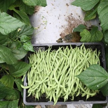 无筋豆精品货开始上市了