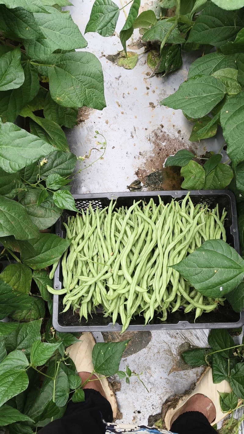 无筋豆精品货开始上市了