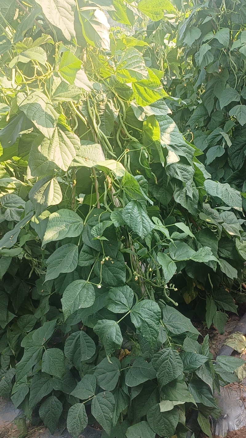 无筋豆精品货开始上市了