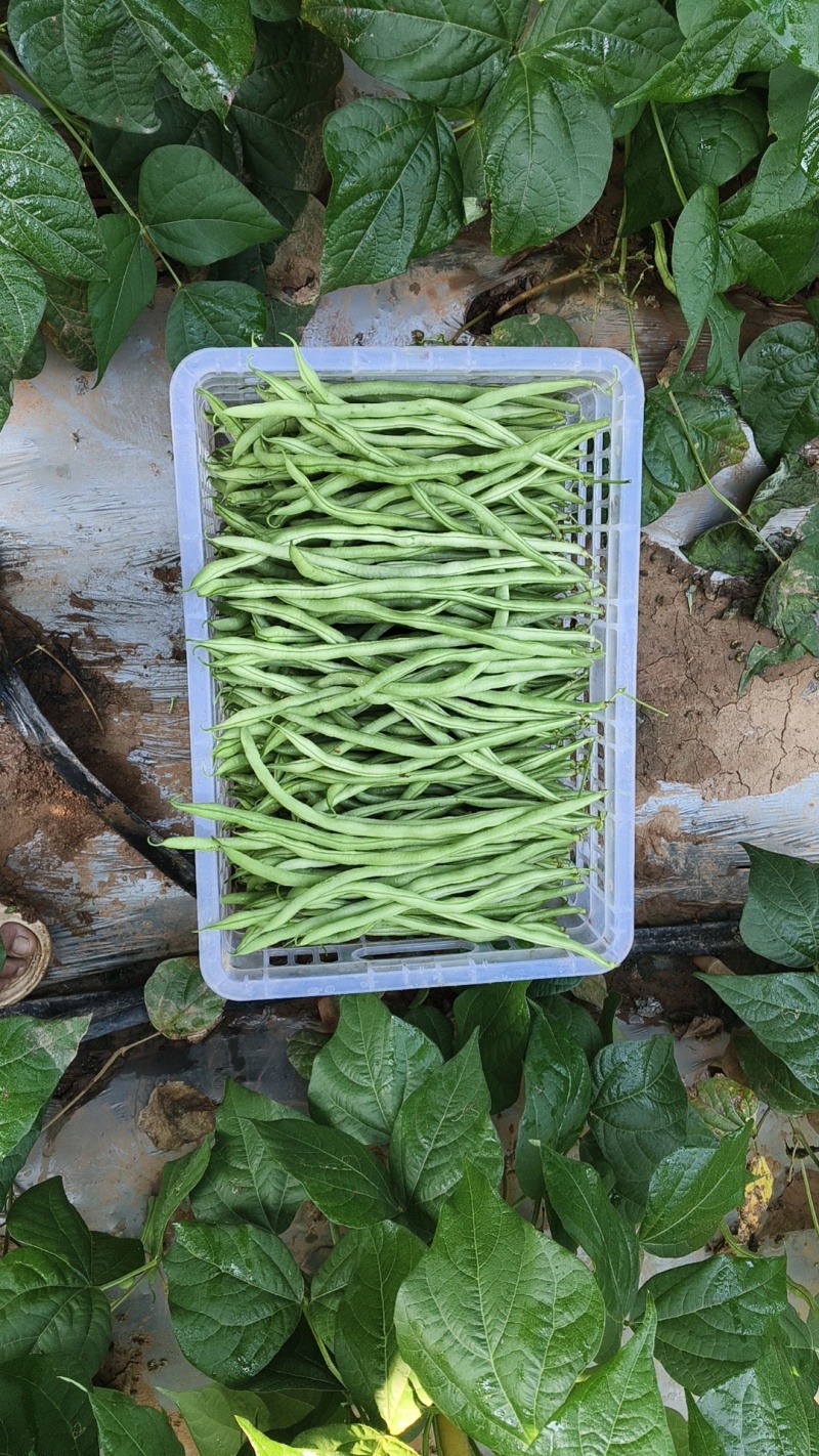 无筋豆精品货开始上市了