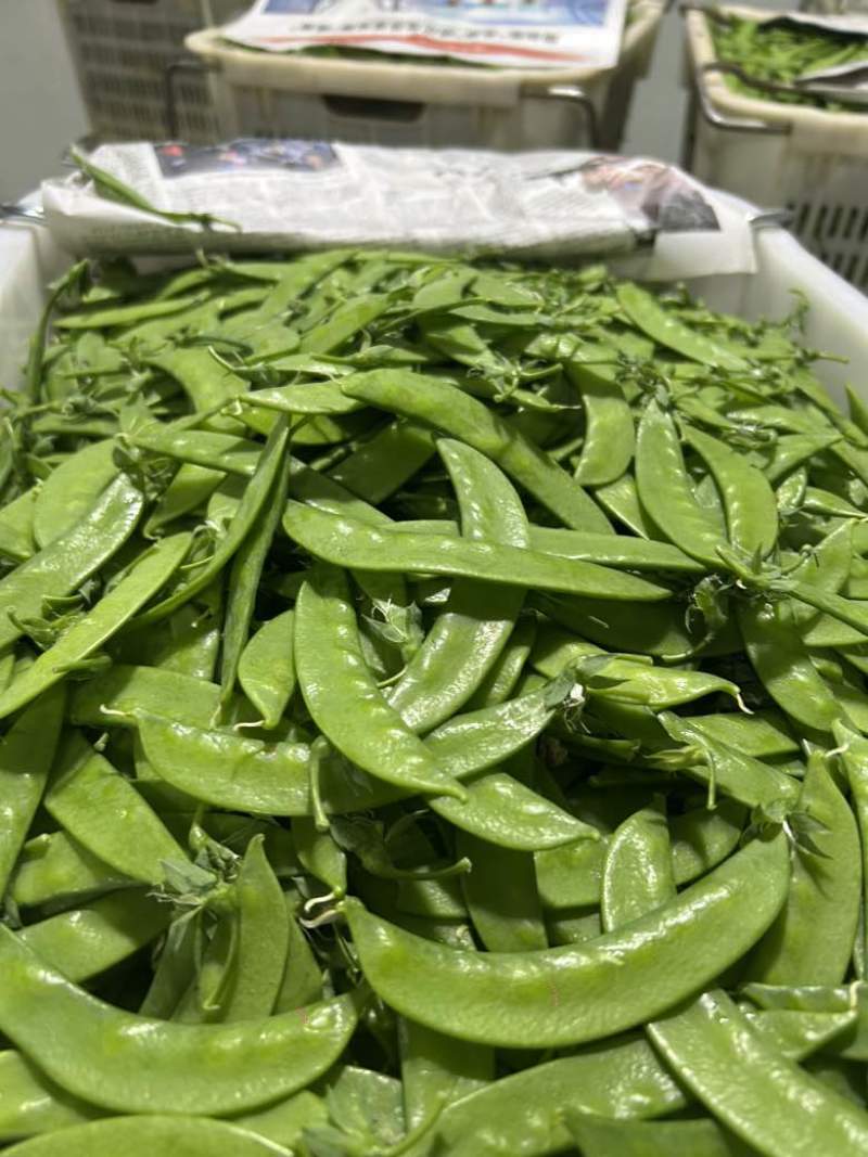 云南精品荷兰豆原产地直销全年365天供应