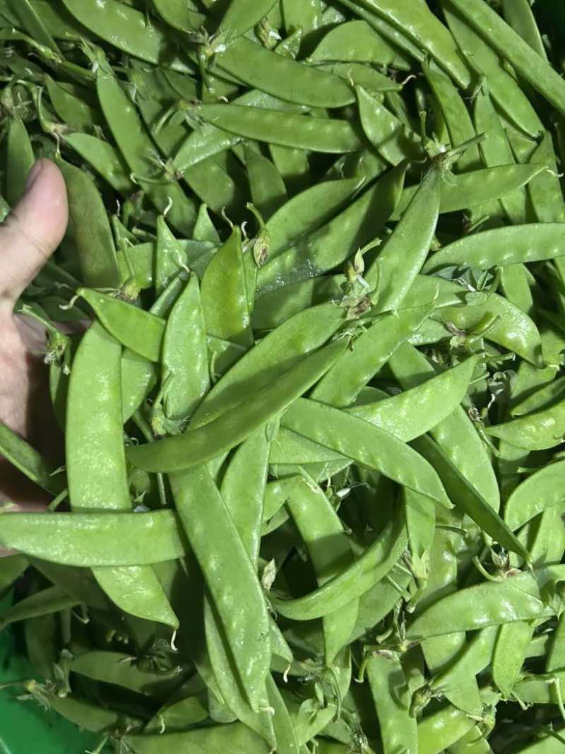 云南精品荷兰豆原产地直销全年365天供应