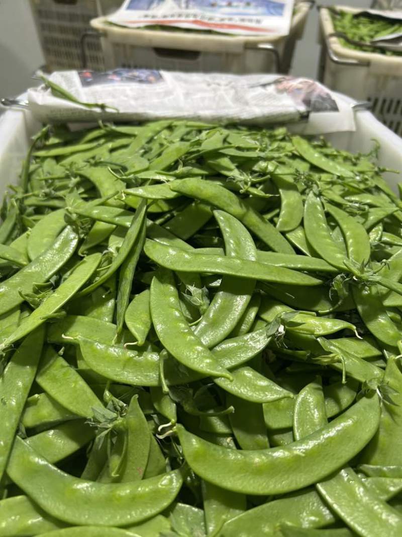云南精品荷兰豆原产地直销全年365天供应