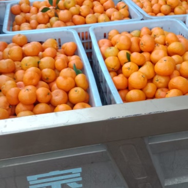 湖南石门蜜桔
