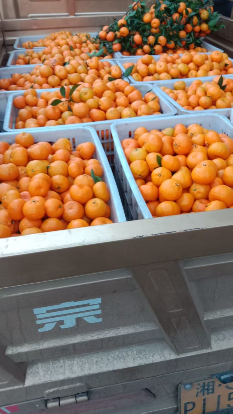 湖南石门蜜桔