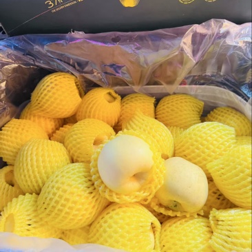 精品黄金维纳斯苹果，产地直发！