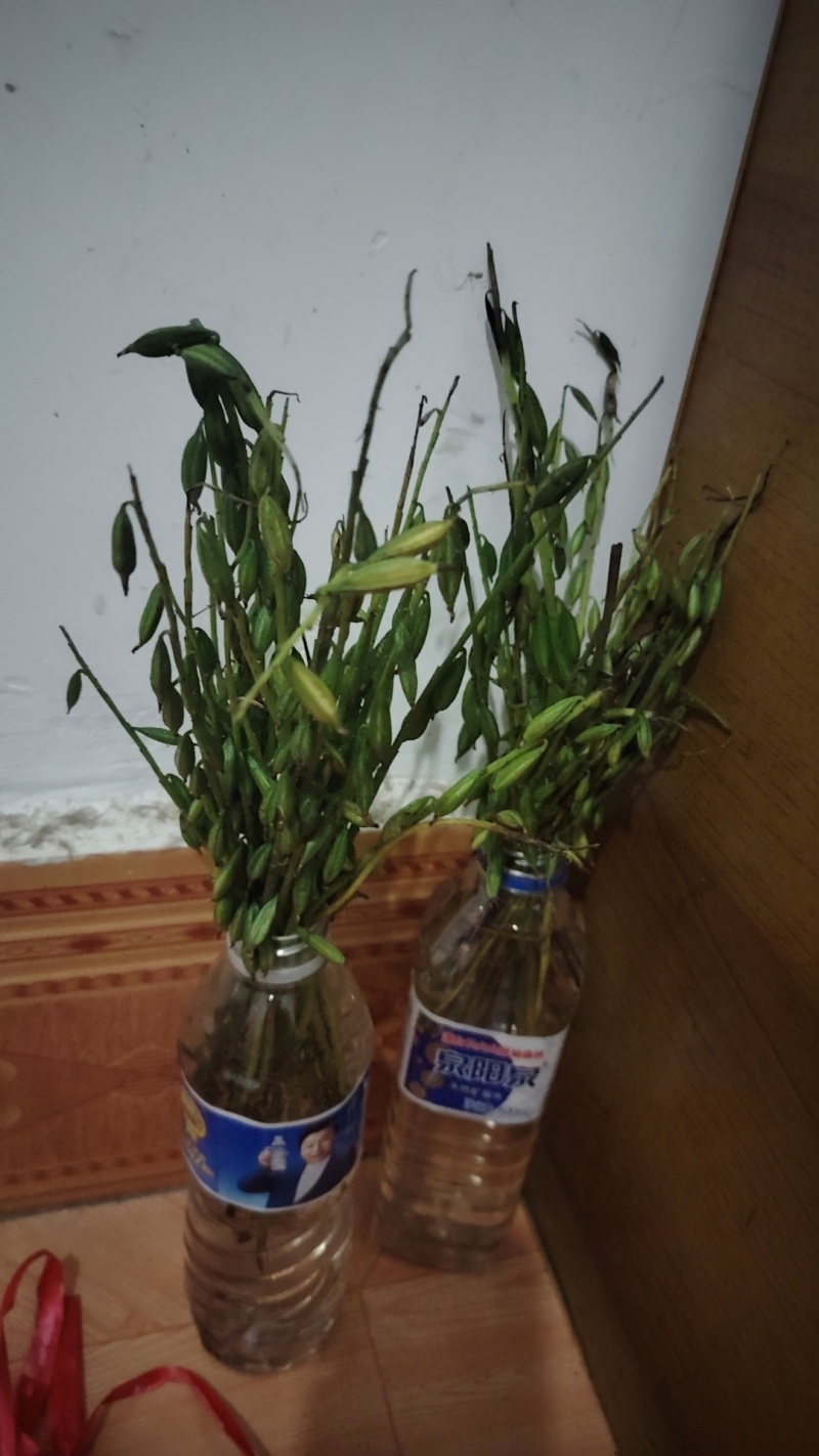 东北毛慈菇种子