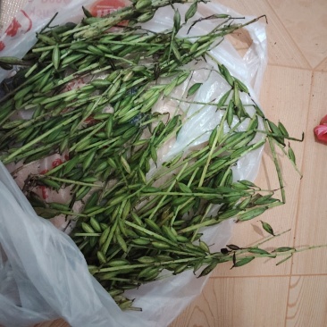 东北毛慈菇种子