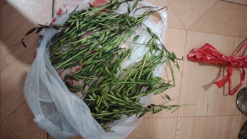 东北毛慈菇种子