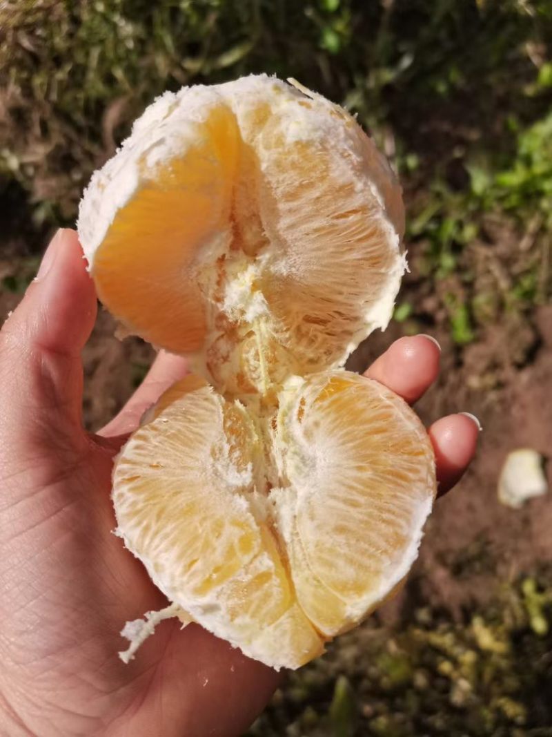 江西赣南脐橙