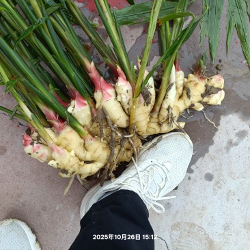大黄姜