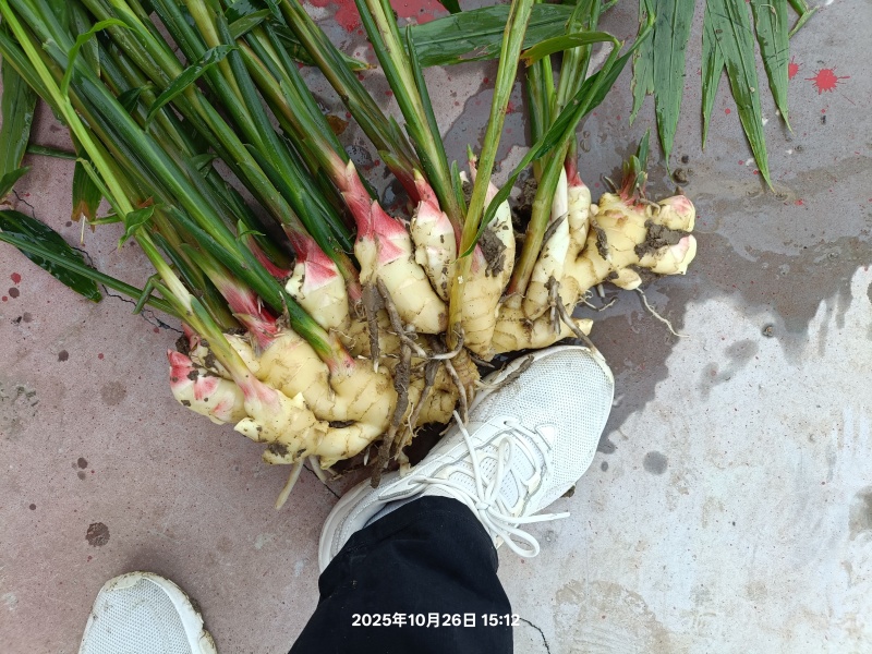 大黄姜