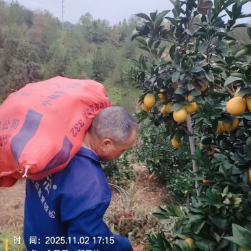 赣南脐橙