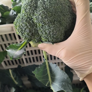 小米花，三指根