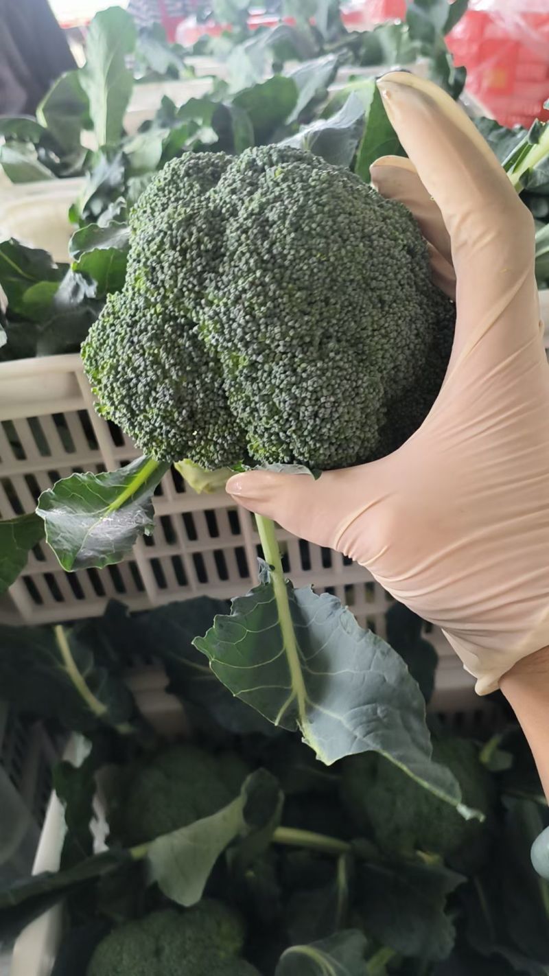 小米花，三指根