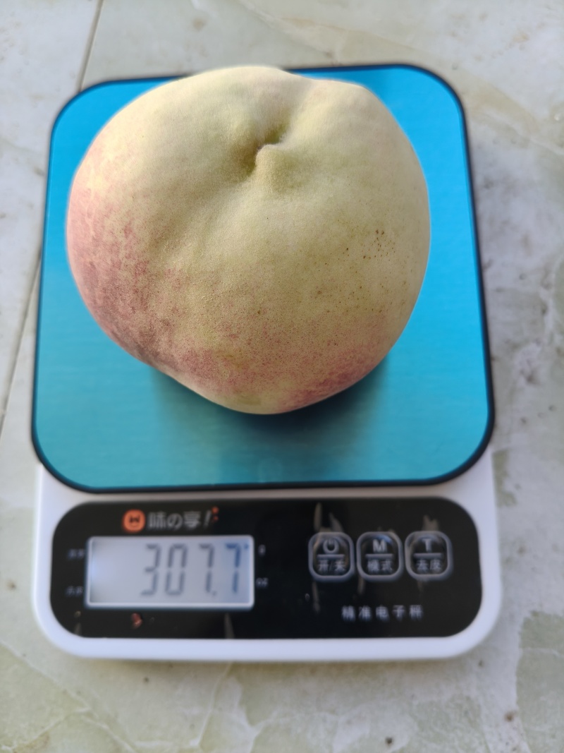 云南冬桃毛桃果园直发量大