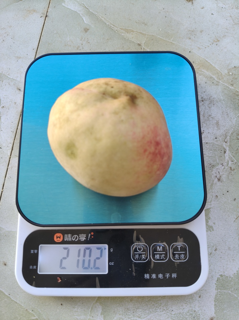 云南冬桃毛桃果园直发量大