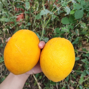 橙子