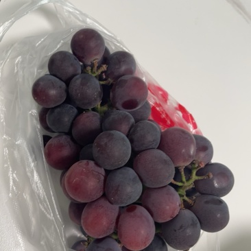 苏南百亩巨峰甬优1号葡萄