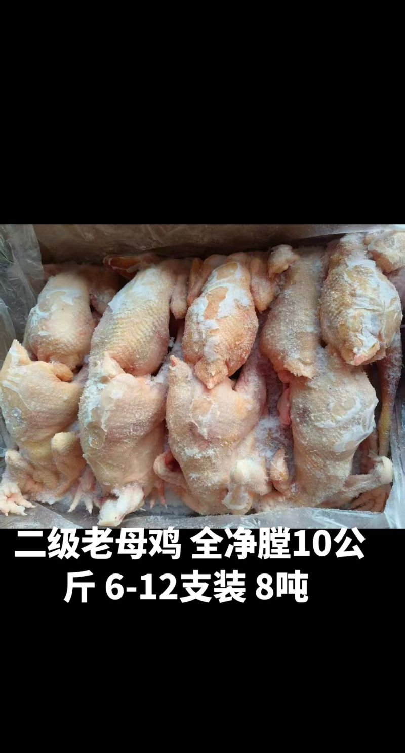 二级老母鸡全净膛10公斤6-12支装8吨