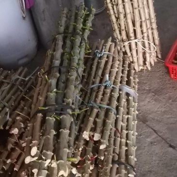 华南9号黄心木薯。广西柳州