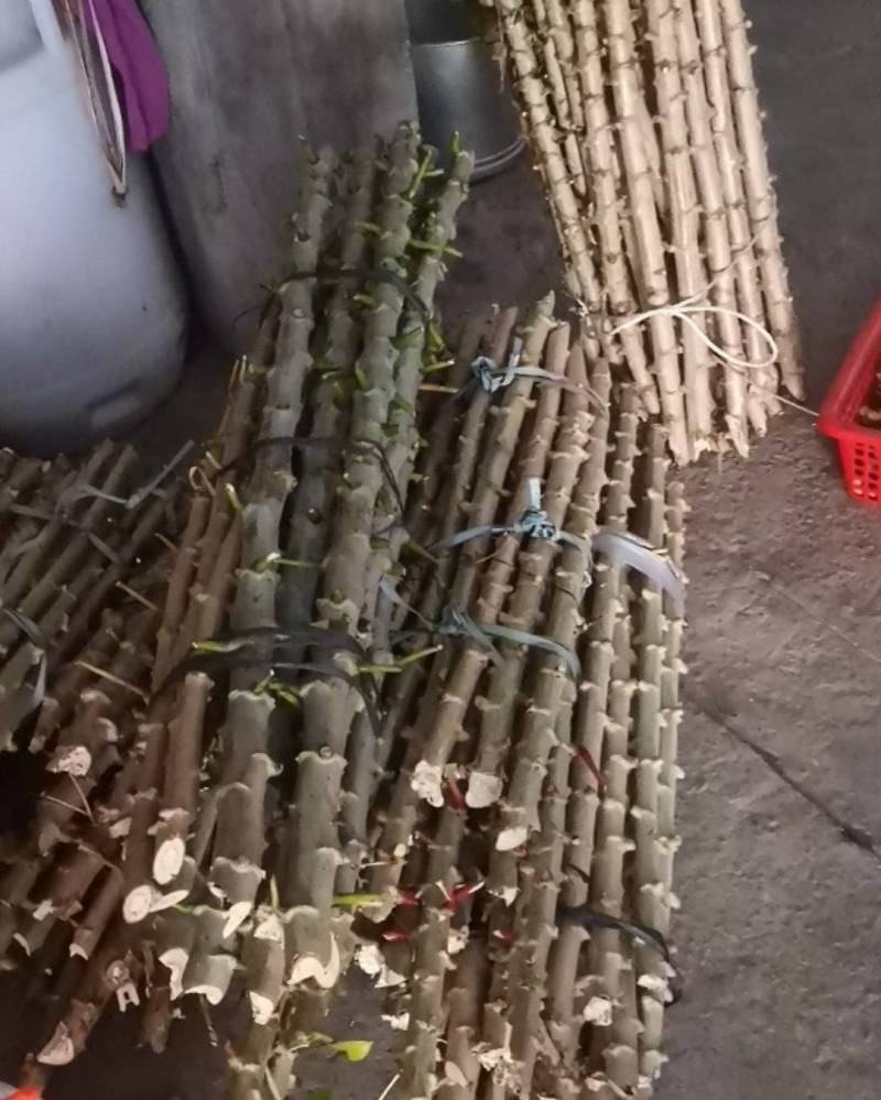 华南9号黄心木薯。广西柳州