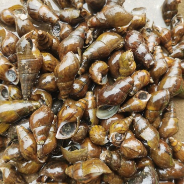 黑螺—靓黑螺，肉质鲜美，Q弹
