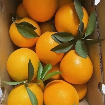 赣南脐橙礼盒装彩箱装产地直发全国包邮