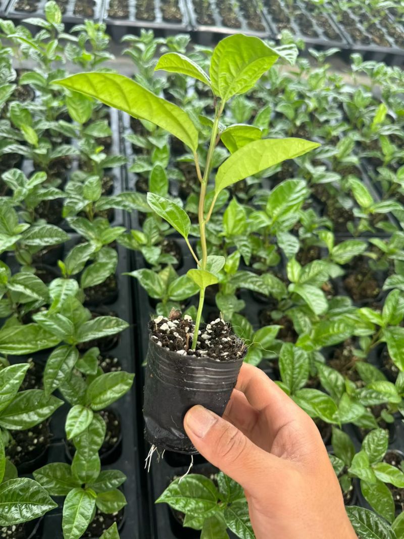 广西钦蜜9号百香果苗