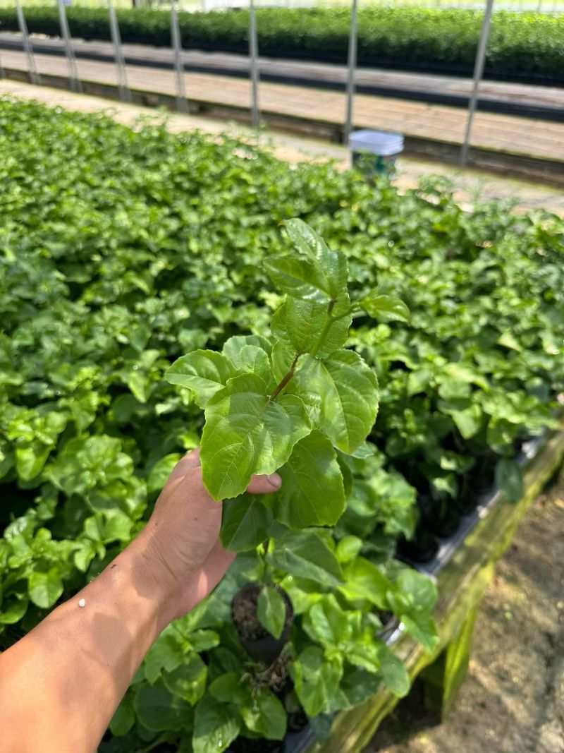 广西钦蜜9号百香果苗