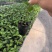广西钦蜜9号百香果苗