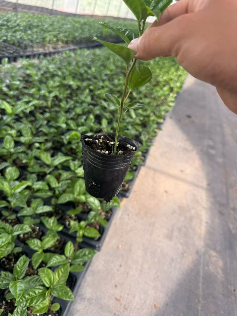 广西钦蜜9号百香果苗