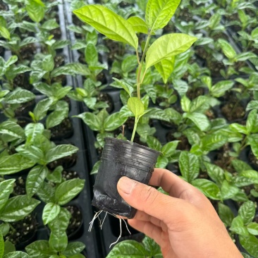 广西钦蜜9号百香果苗