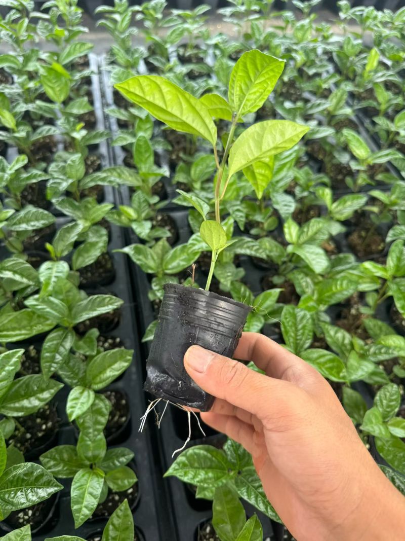 广西钦蜜9号百香果苗