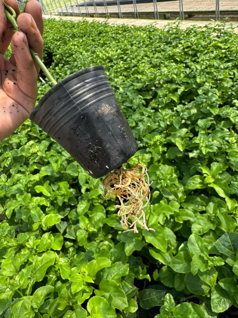 广西钦蜜9号百香果苗