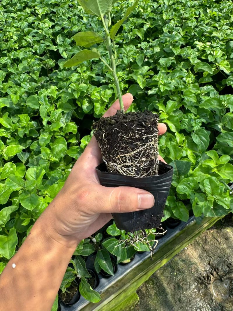广西钦蜜9号百香果苗