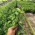 广西钦蜜9号百香果苗