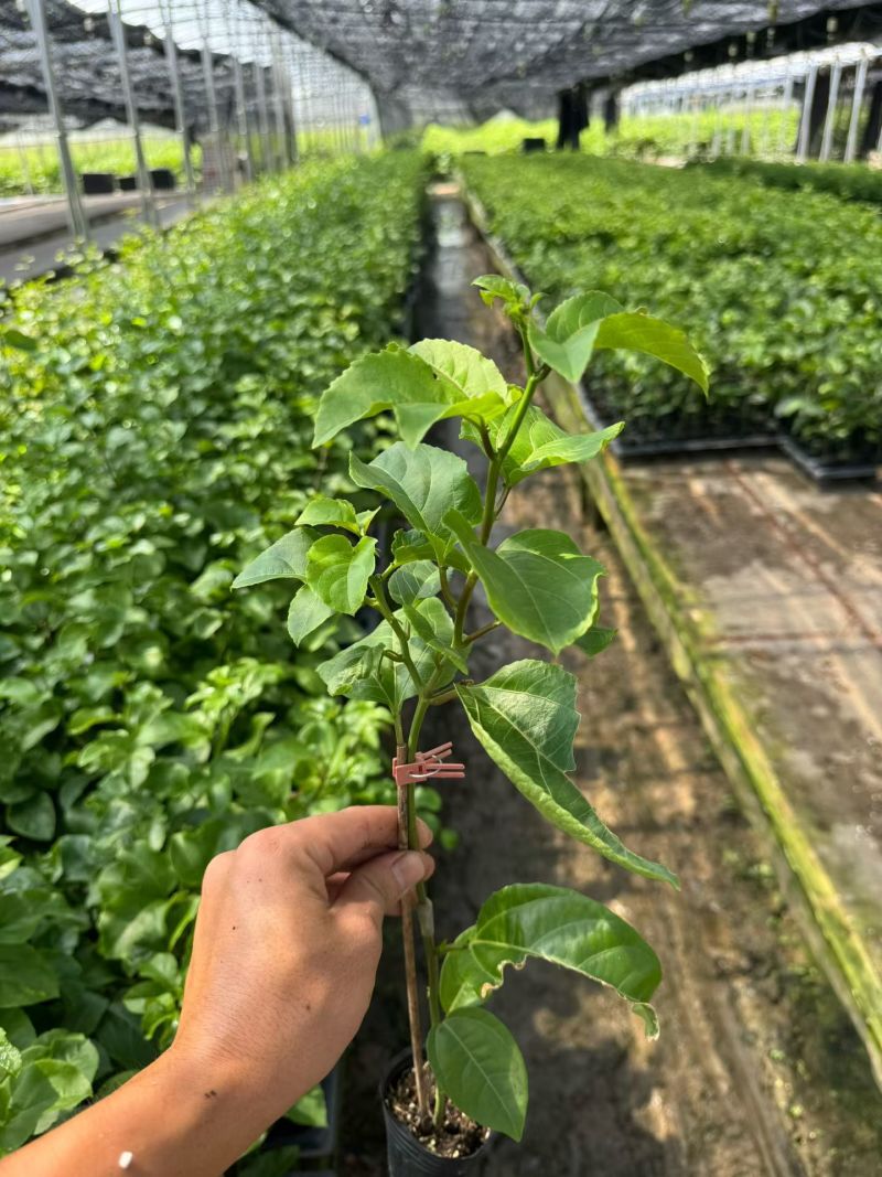 广西钦蜜9号百香果苗
