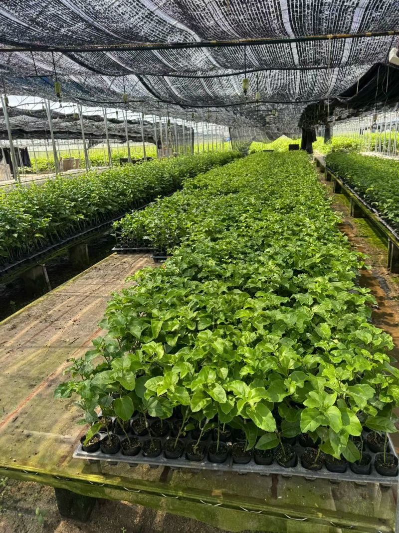 广西钦蜜9号百香果苗