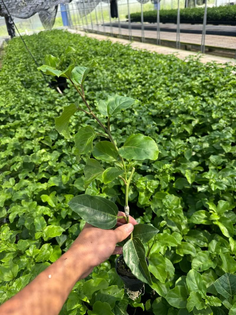 广西钦蜜9号百香果苗