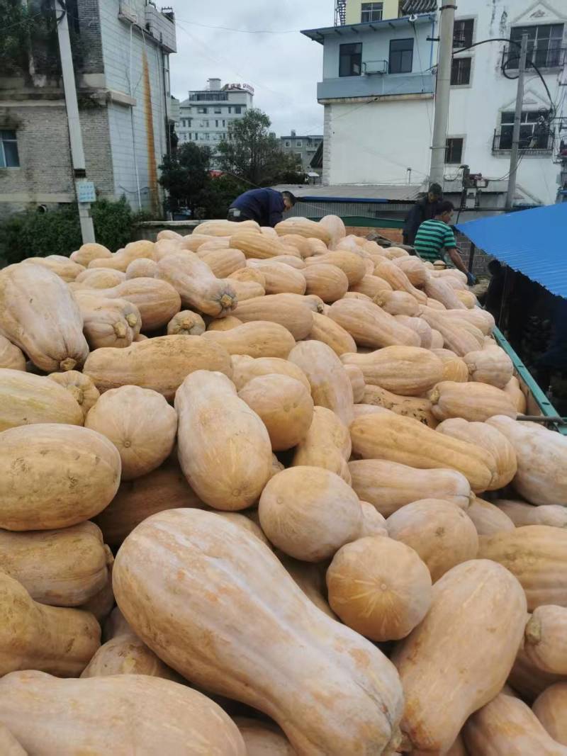 云南罗平南瓜，靓哦