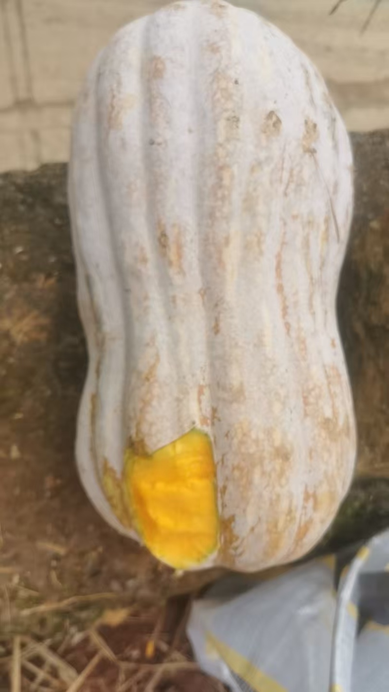 云南罗平南瓜，靓哦