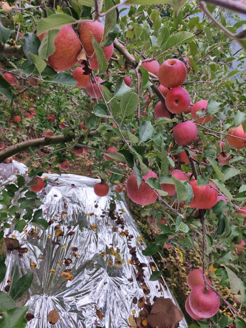 汉源糖心苹果