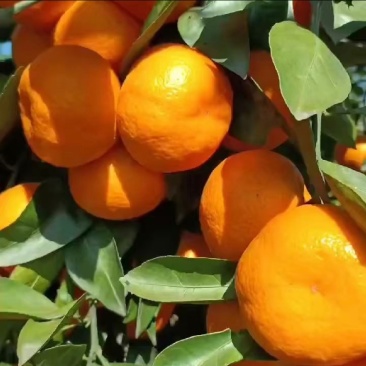 蜜橘