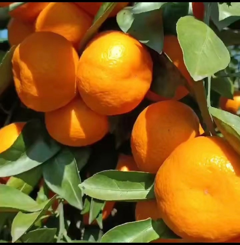 蜜橘