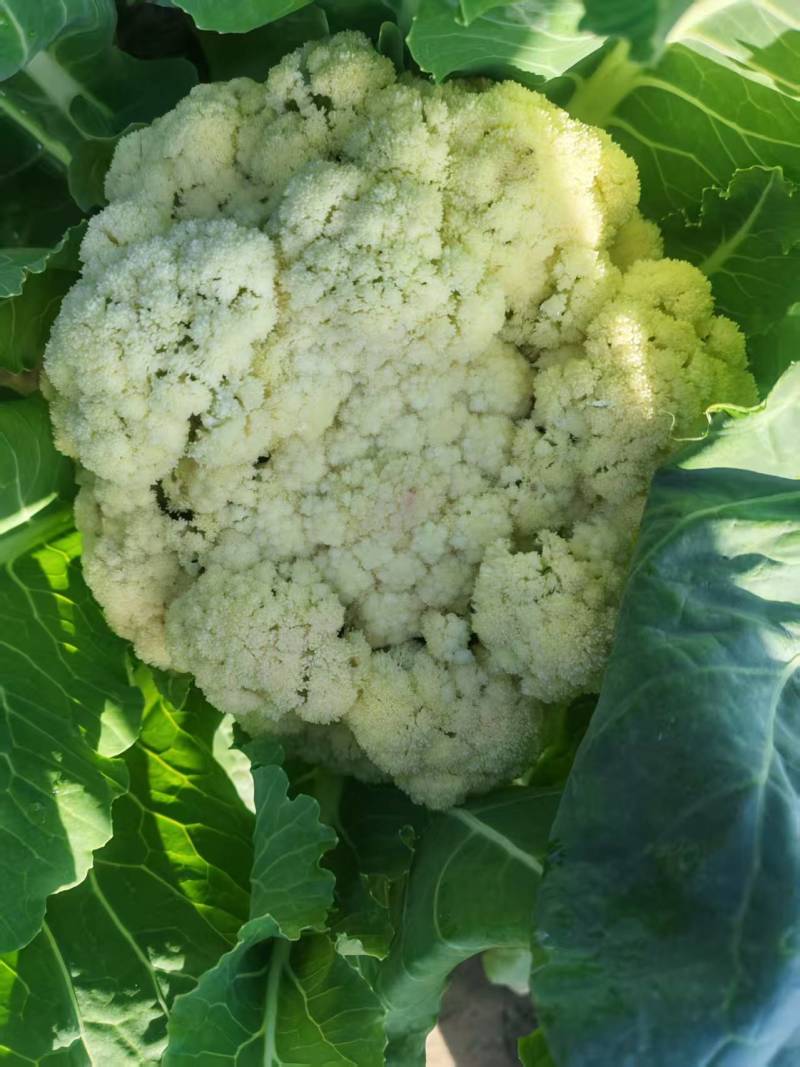 有机菜花