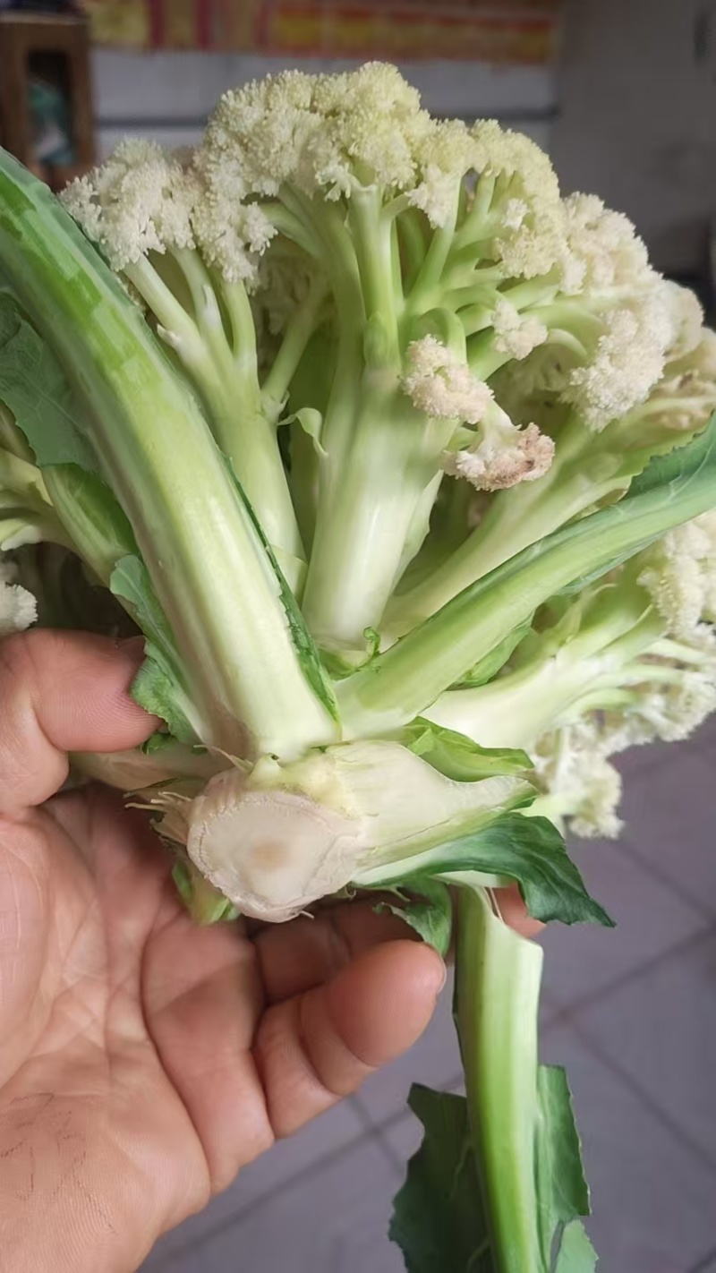 有机菜花