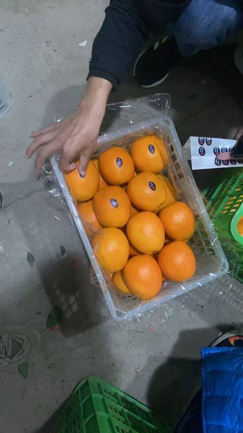 橙子精品纽荷尔，大量有货品质保证