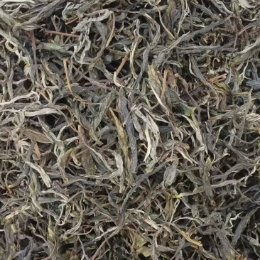 普洱乔木生态绿茶散茶/产区直发/大量有货